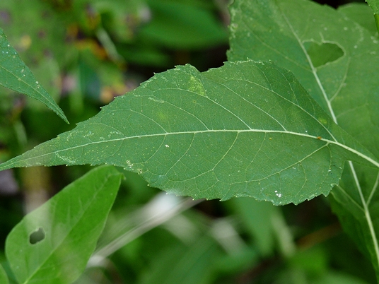 {Verbesina occidentalis}